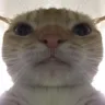 catstare