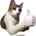 thumbsUpCat