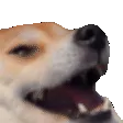 KekDoge