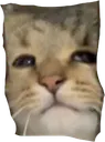 stupidcat