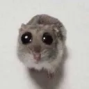 rata