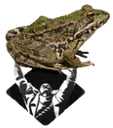 praisefroge praisefroge
