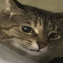 Cat Discord sticker | Anime Sekai