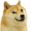 Shiba Inu with a smug, side-eyed expression looking slightly to the right.