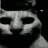 MrExceptionalCat