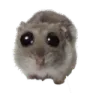 hampterface