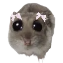 hampter