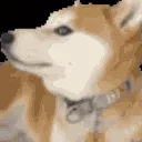 doge_ani