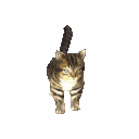 Cat Spin Discord Emoji