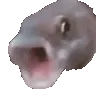 FishPog