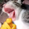 terpi