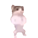 cat_dance