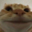 Gato Discord emoji