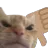 ThumbsDownCat1