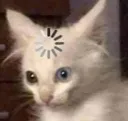CatConfused2