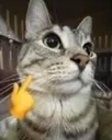 mewing2