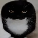 WubJr