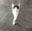 cat_real