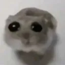 SadHamster