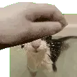 sog_pet sog_pet