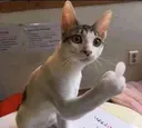 catfinger