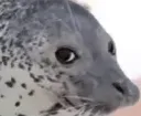 KyoroSideEye KyoroSideEye