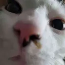 NuggetStare