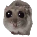 Rat