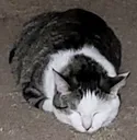 loaf