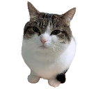 wawa Discord emoji