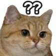 kyotaxCatquestion Discord Emoji