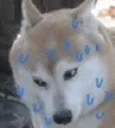 uhoh