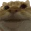 CatYes