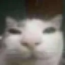 wah wah