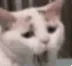 Cxs_yawn Cxs_yawn