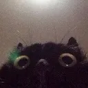 Cat_stare