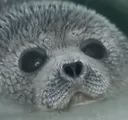 Stupidseal