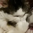 aamuehehemonster