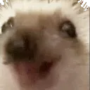 HedgehogHappy
