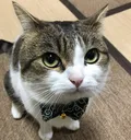 kotaro