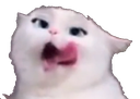 cat_yum Discord emoji