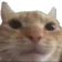 cat_stare