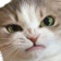 pisic_angry Discord emoji