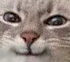 pisic_smug Discord emoji