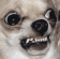 dog_what Discord emoji