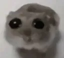sadhamster