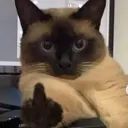 FUKitty Discord Emoji