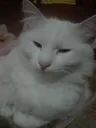 stoopidcar stoopidcar