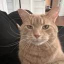 BaguettesCar BaguettesCar