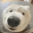 WOOF WOOF